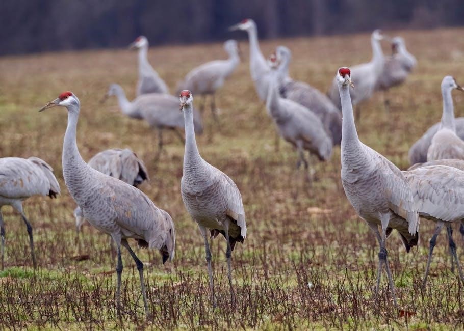 field guide to the birds of north america