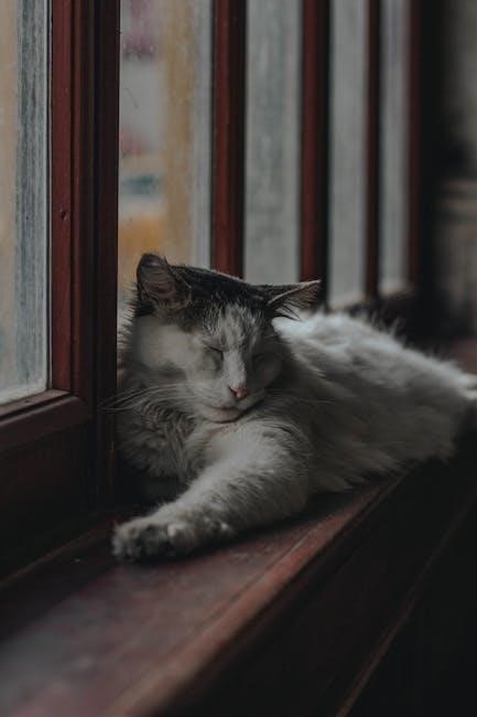 perth cat bus map pdf